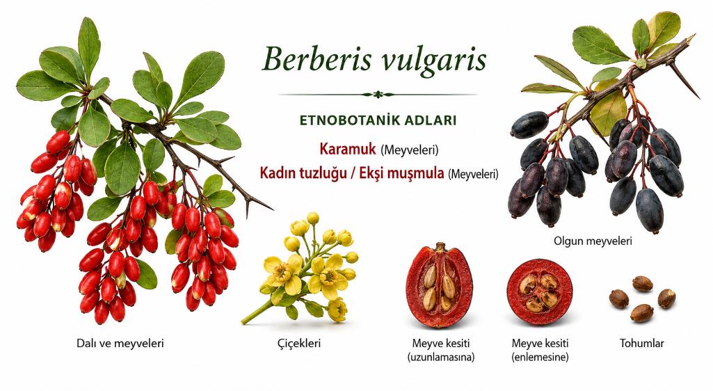 Berberis Vulgaris ve İçindeki Berberin Hakkında Bilmeniz Gereken Her Şey; Faydaları, Etki Mekanizması ve Bilimsel Kanıtlar