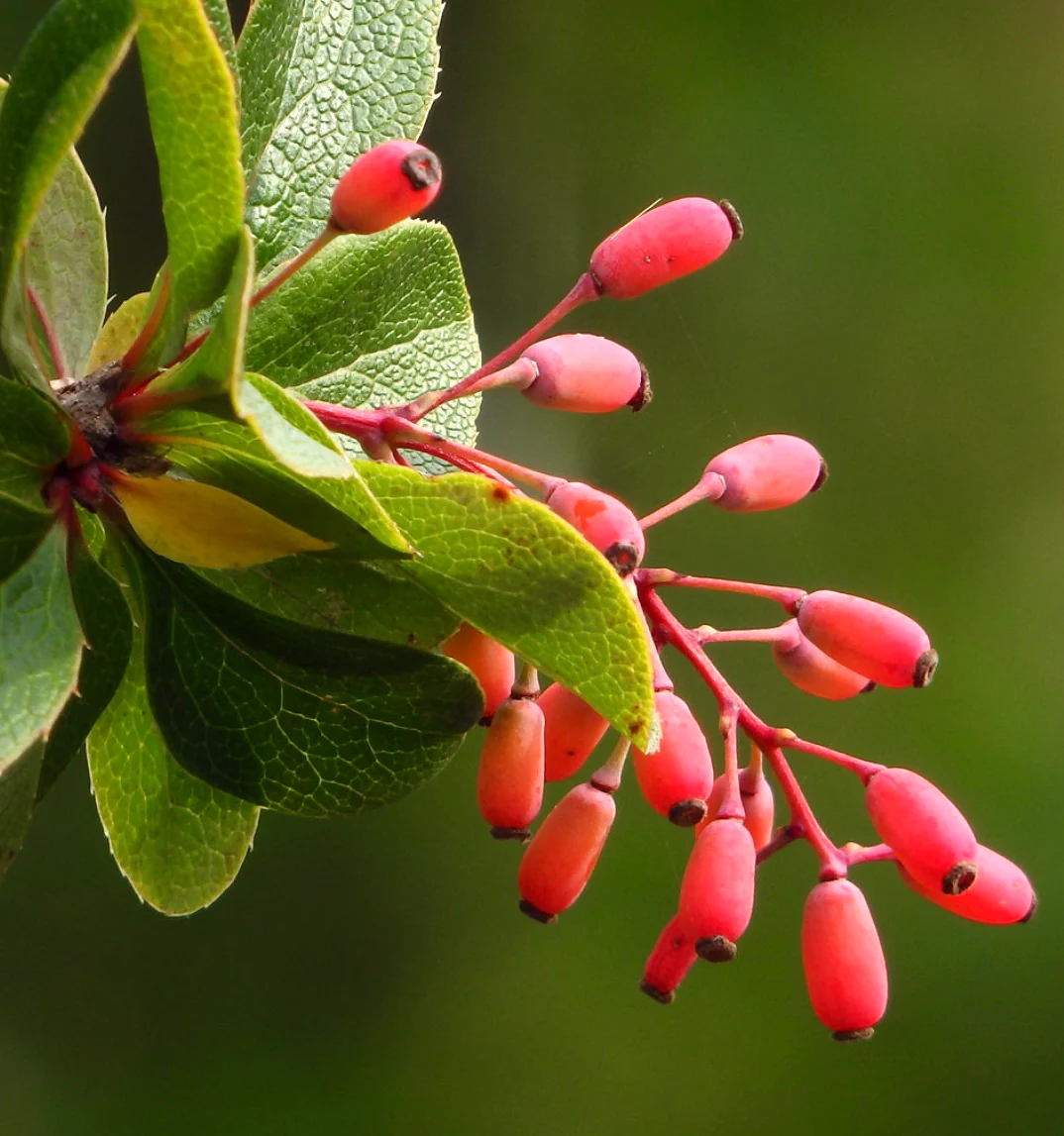 Berberis Vulgaris, İnsülin Direnci ve Diyabette, Kan Şekerini Düzenleyici Etkisini Nasıl Gösterir?