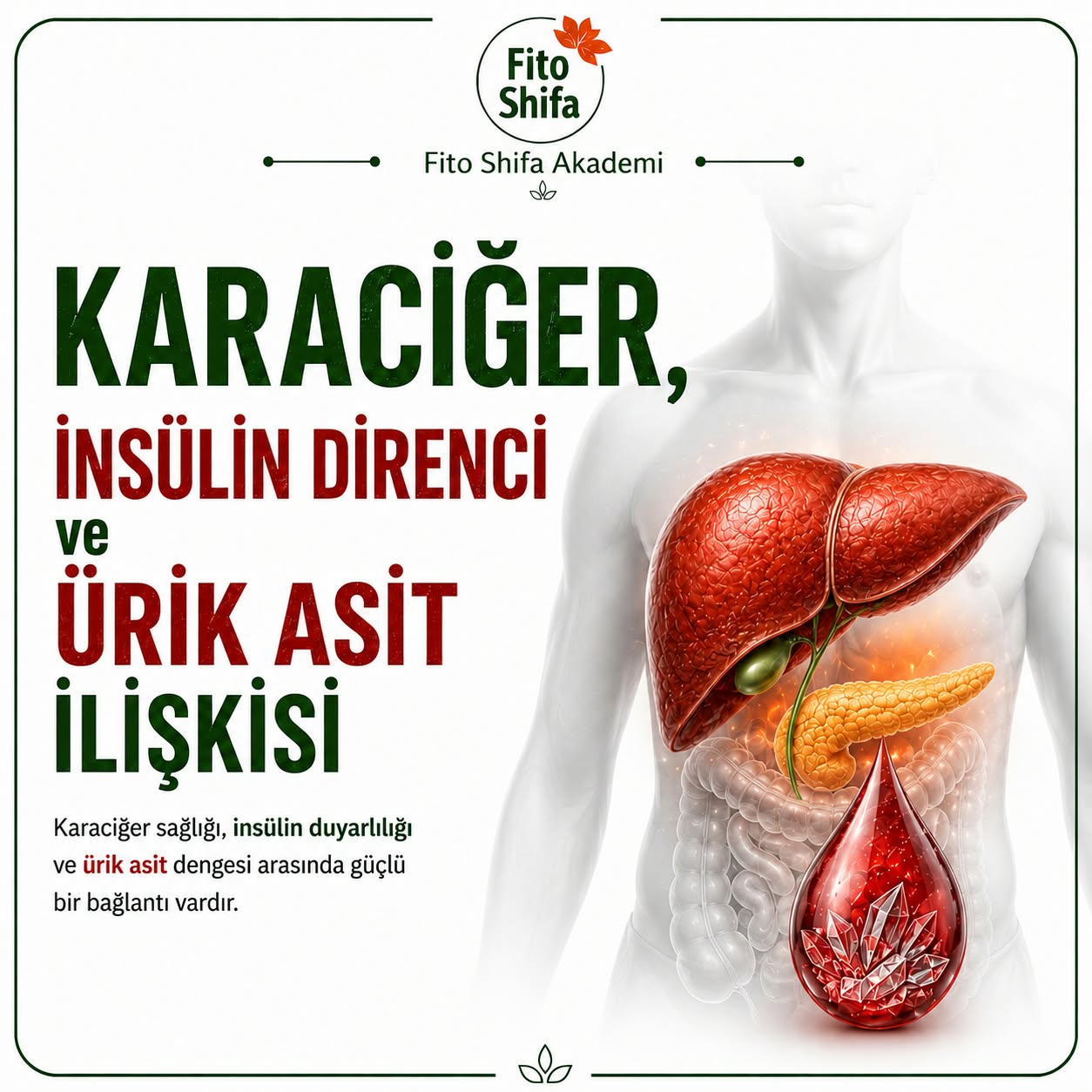 Karaciğer, İnsülin Direnci ve Ürik Asit İlişkisi: Yükseklik Sadece Pürinden mi Kaynaklanır?