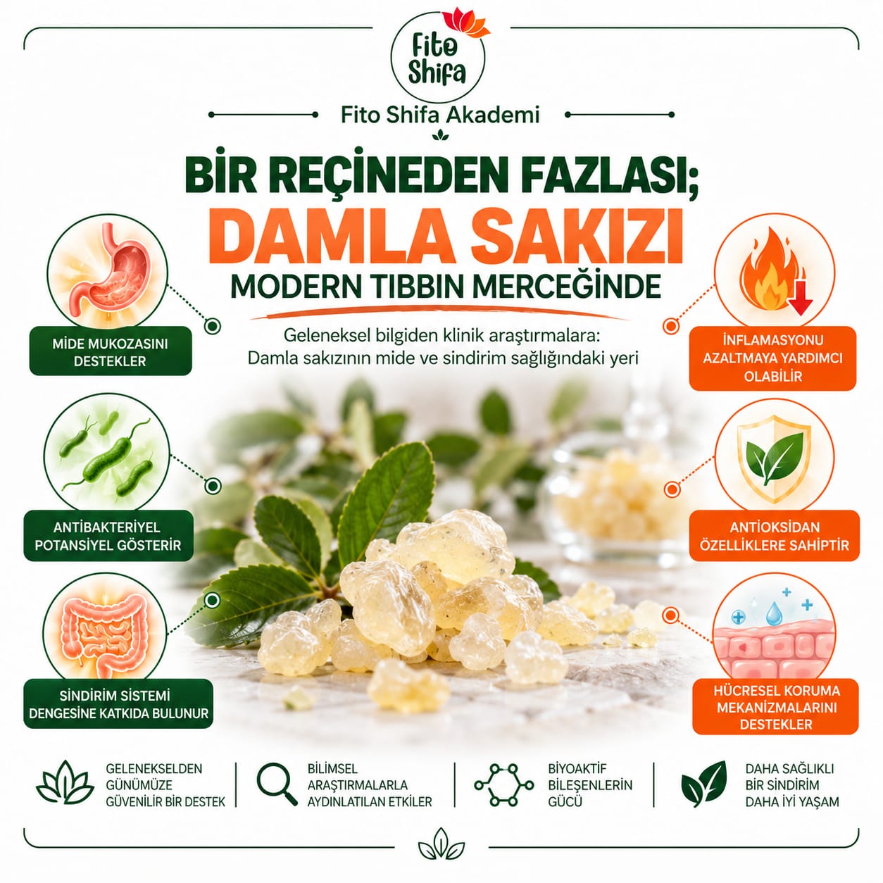 BİR REÇİNEDEN FAZLASI; DAMLA SAKIZI MODERN TIBBIN MERCEĞİNDE