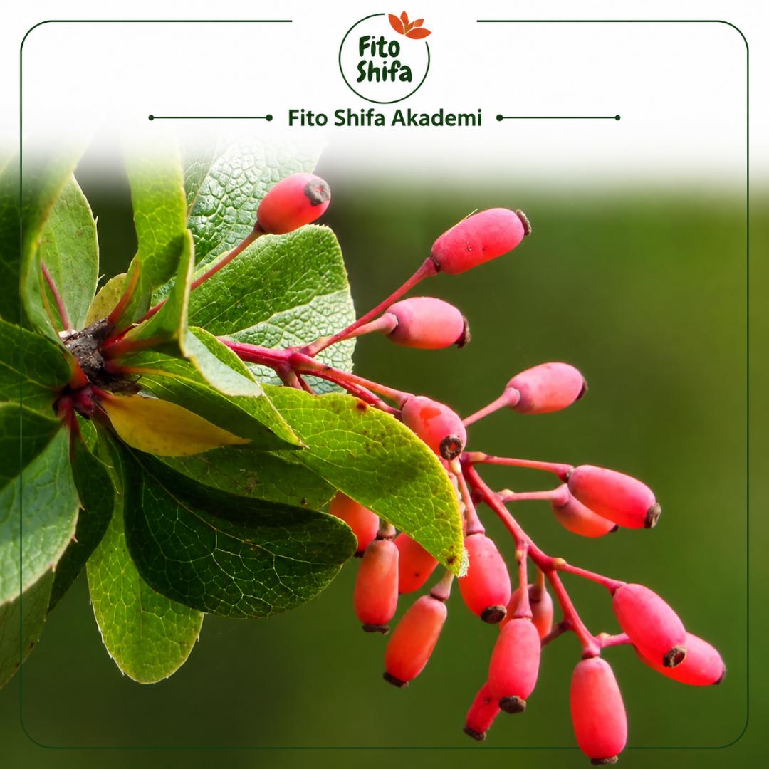 Berberis Vulgaris, İnsülin Direnci ve Diyabette, Kan Şekerini Düzenleyici Etkisini Nasıl Gösterir?